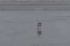 ameland_206_small.jpg