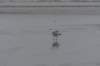 ameland_207_small.jpg