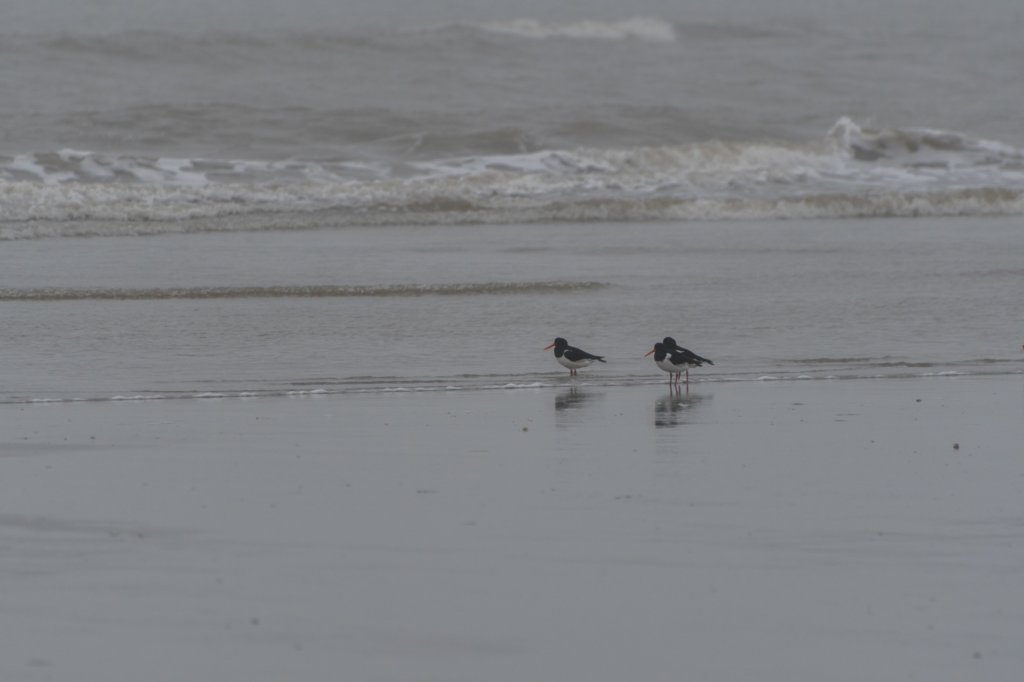 ameland_208.jpg