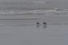 ameland_208_small.jpg