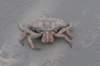 ameland_209_small.jpg