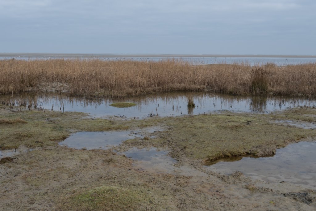 ameland_210.jpg