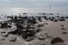 ameland_223_small.jpg