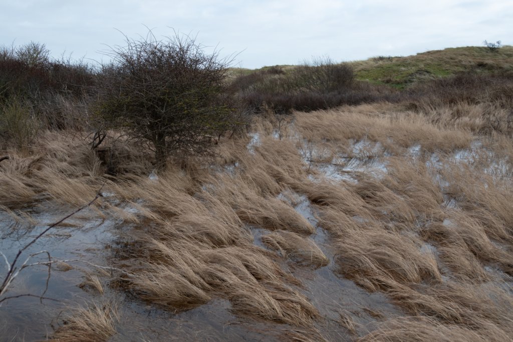 ameland2020_013.jpg