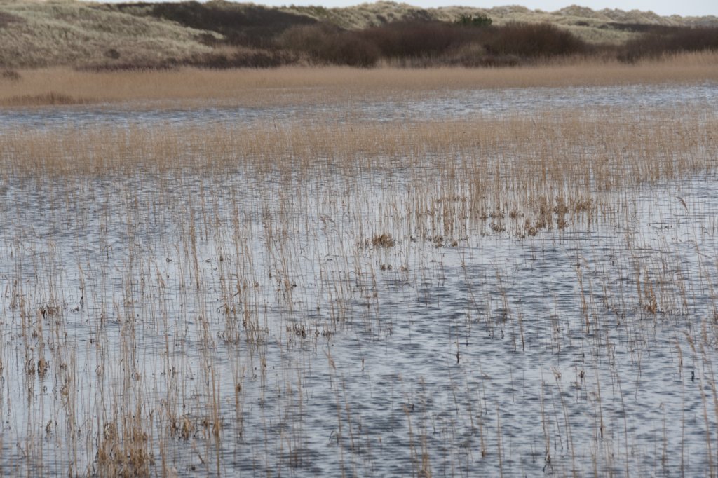 ameland2020_017.jpg