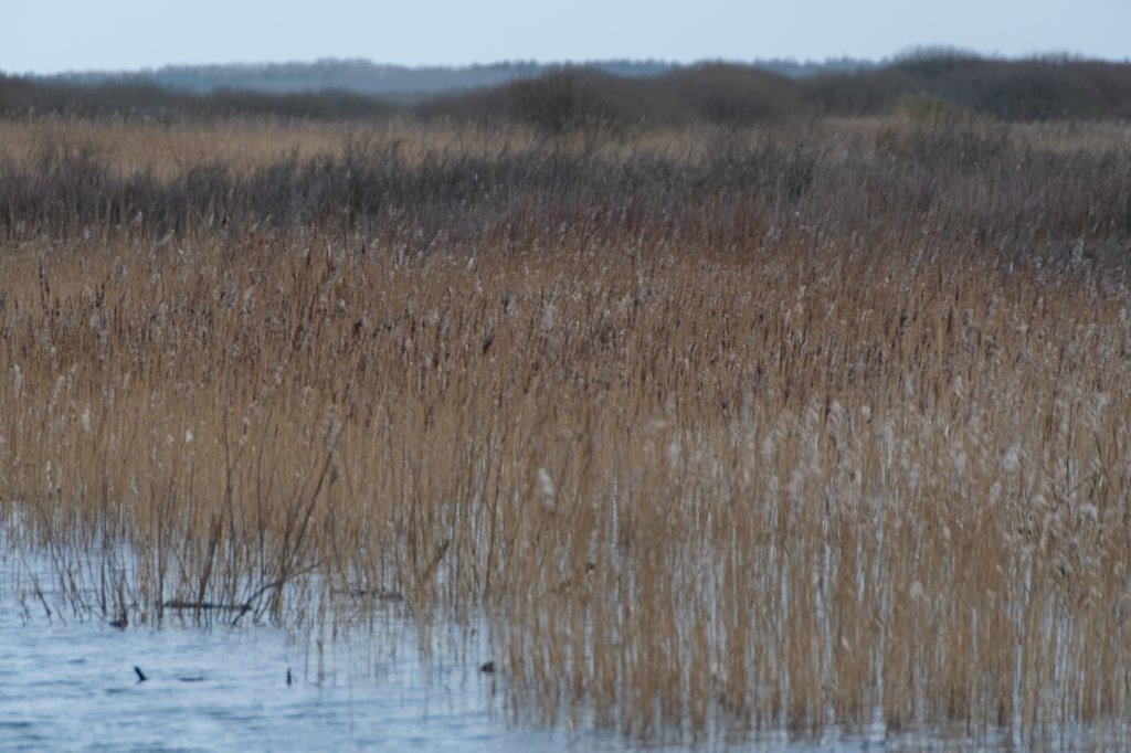 ameland2020_018.jpg