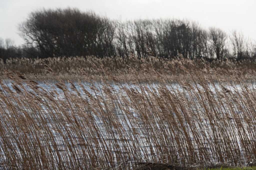 ameland2020_032.jpg