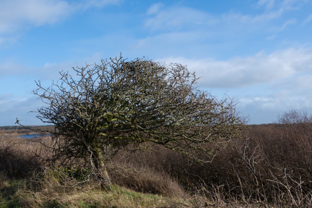 ameland2020_040.jpg