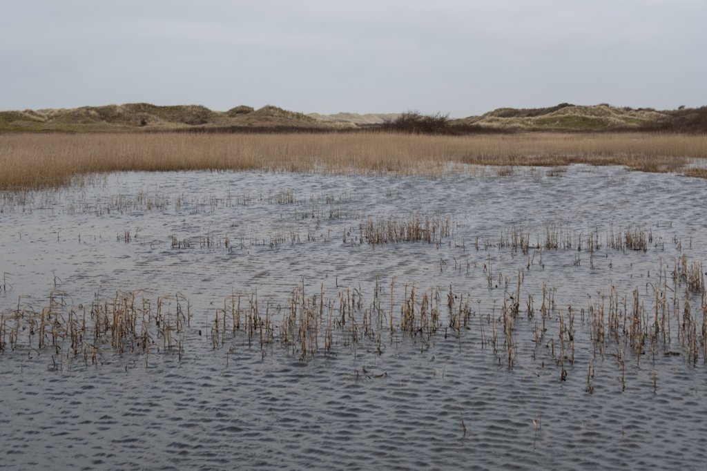 ameland2020_055.jpg