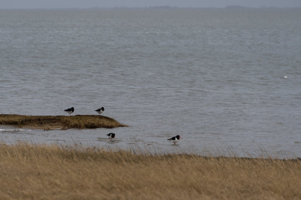 ameland2020_072.jpg