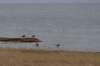 ameland2020_072_small.jpg