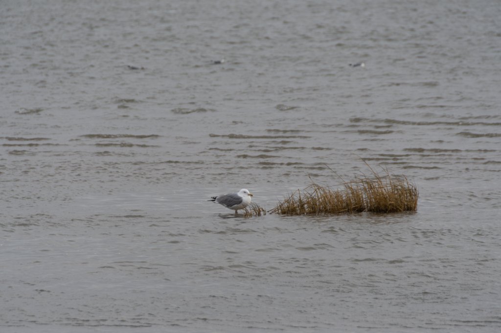ameland2020_076.jpg