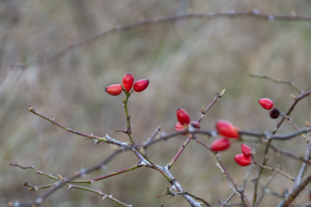 ameland2020_090.jpg