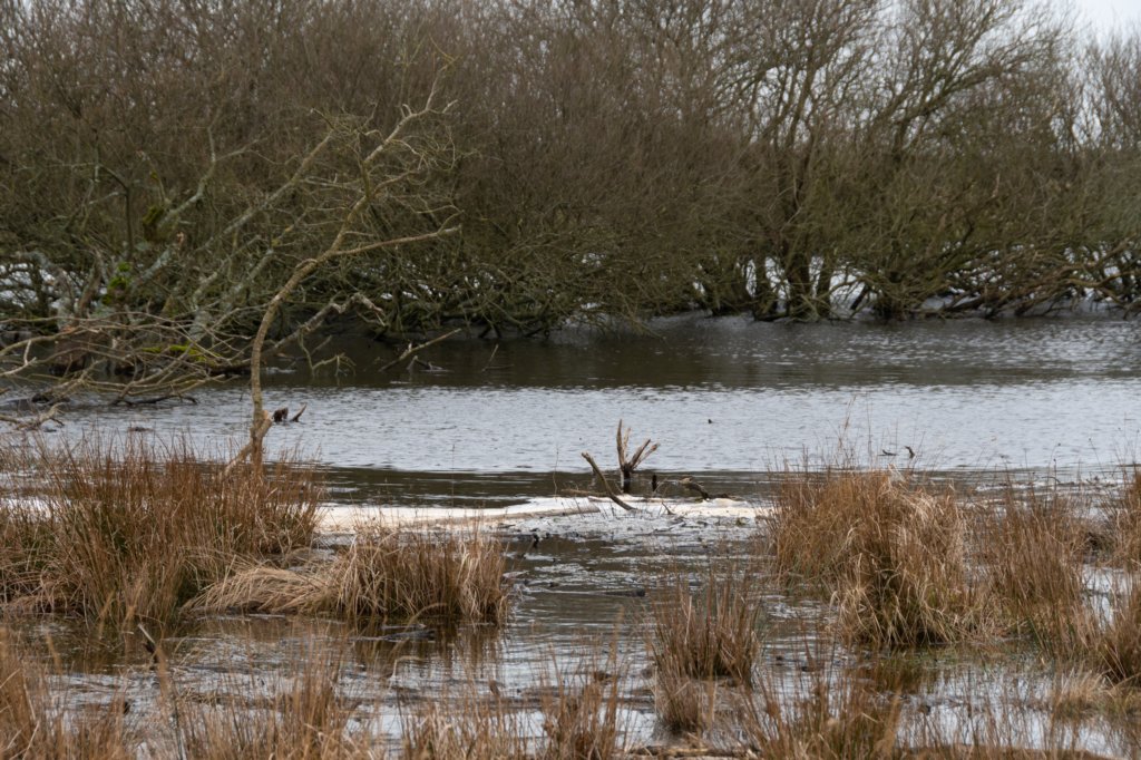 ameland2020_111.jpg