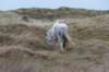 ameland2020_115_small.jpg