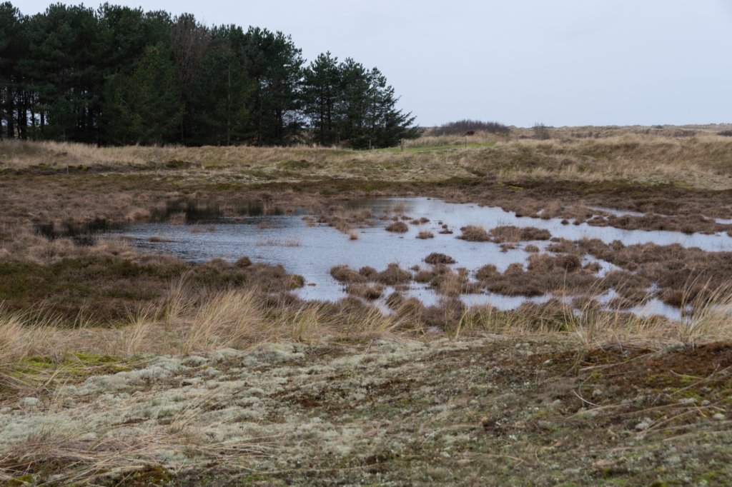 ameland2020_118.jpg