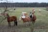 ameland2020_132_small.jpg