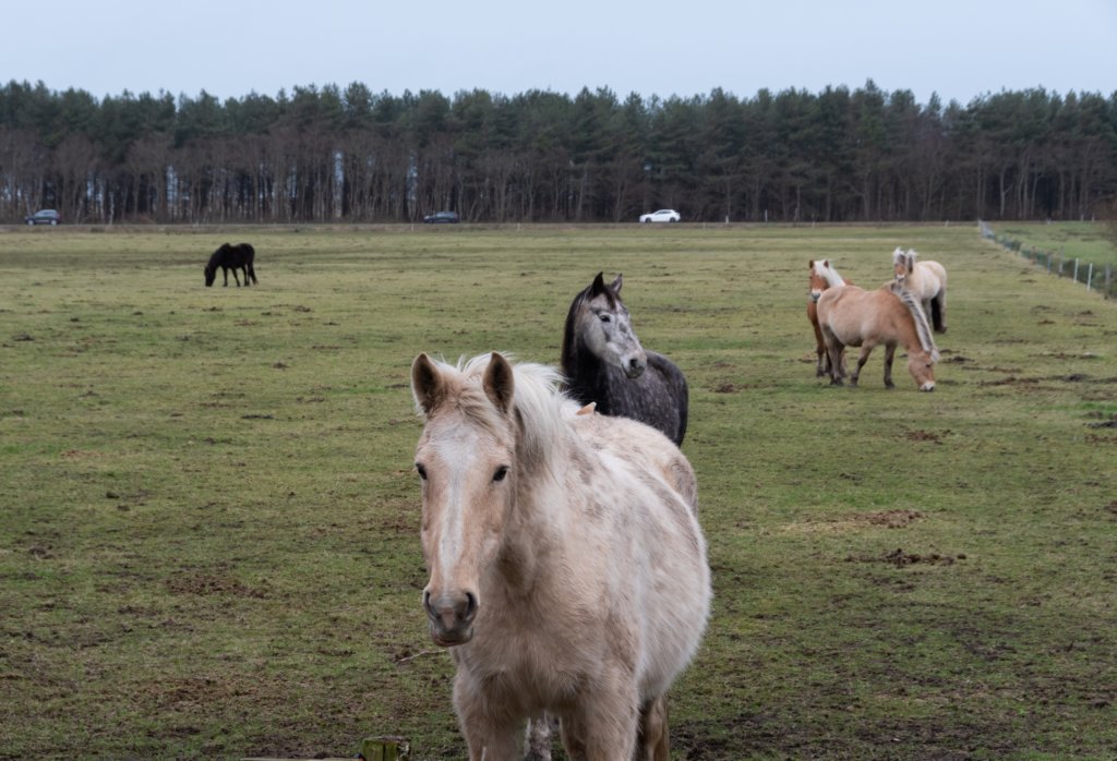ameland2020_133.jpg