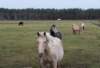 ameland2020_133_small.jpg