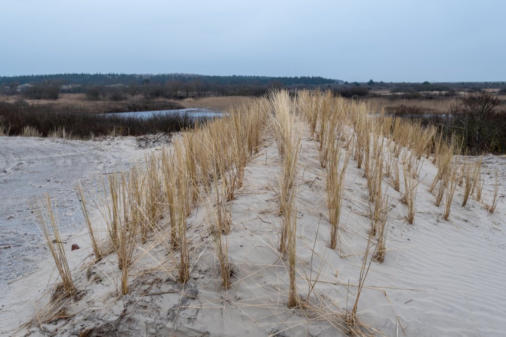 ameland2021_018.jpg