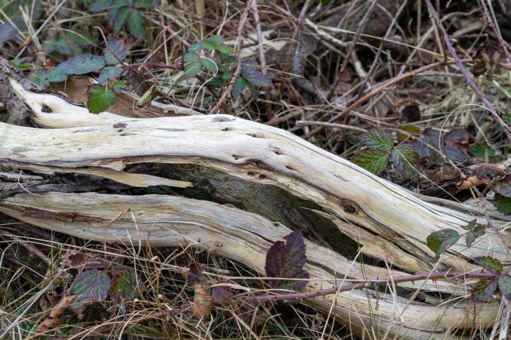 ameland2021_025.jpg