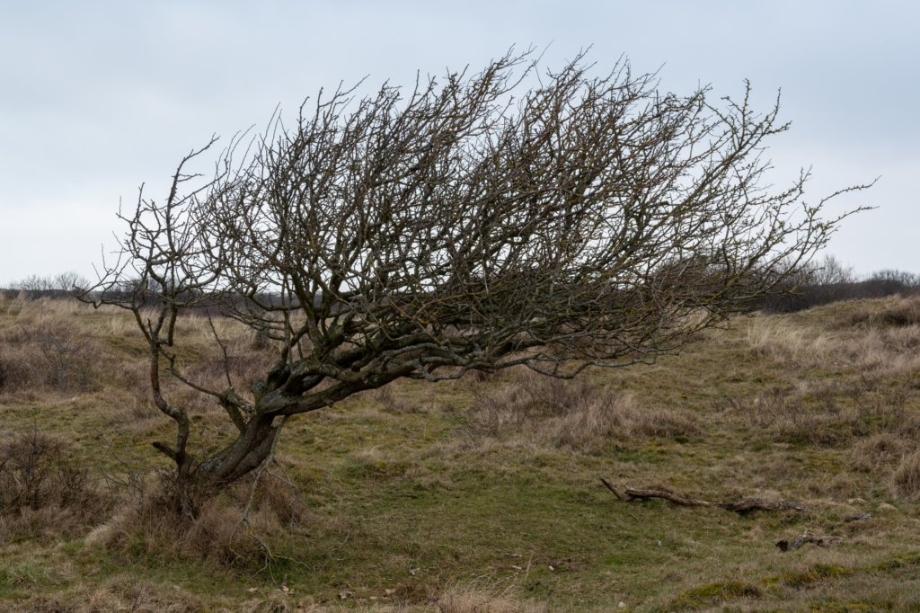 ameland2021_026.jpg