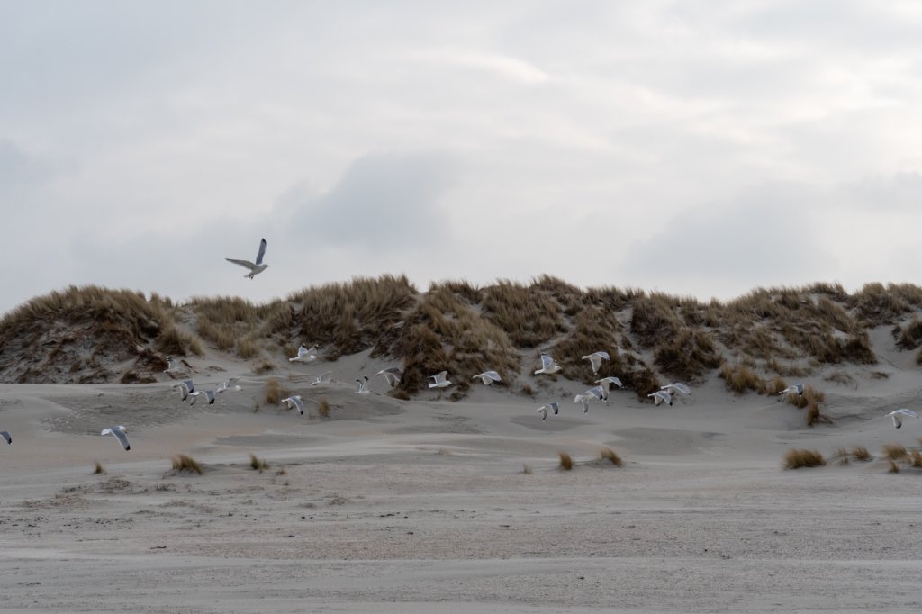 ameland2021_036.jpg