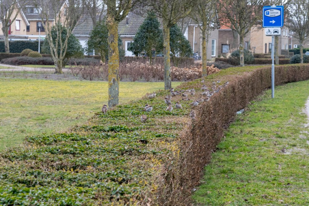 ameland2021_041.jpg