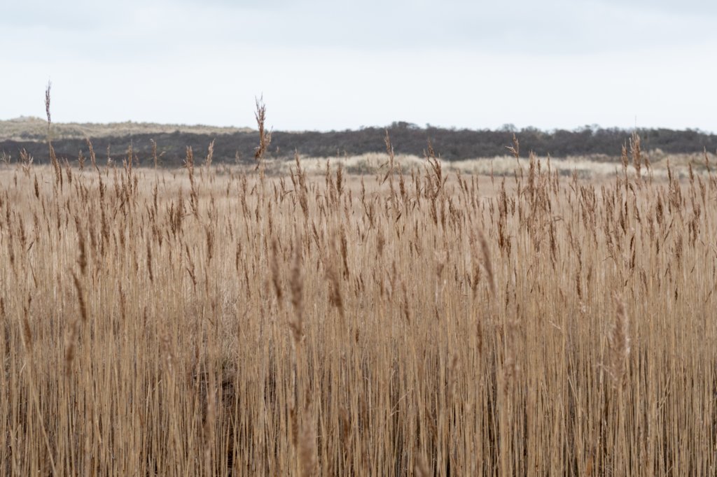 ameland2021_051.jpg