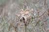 ameland2021_056_small.jpg