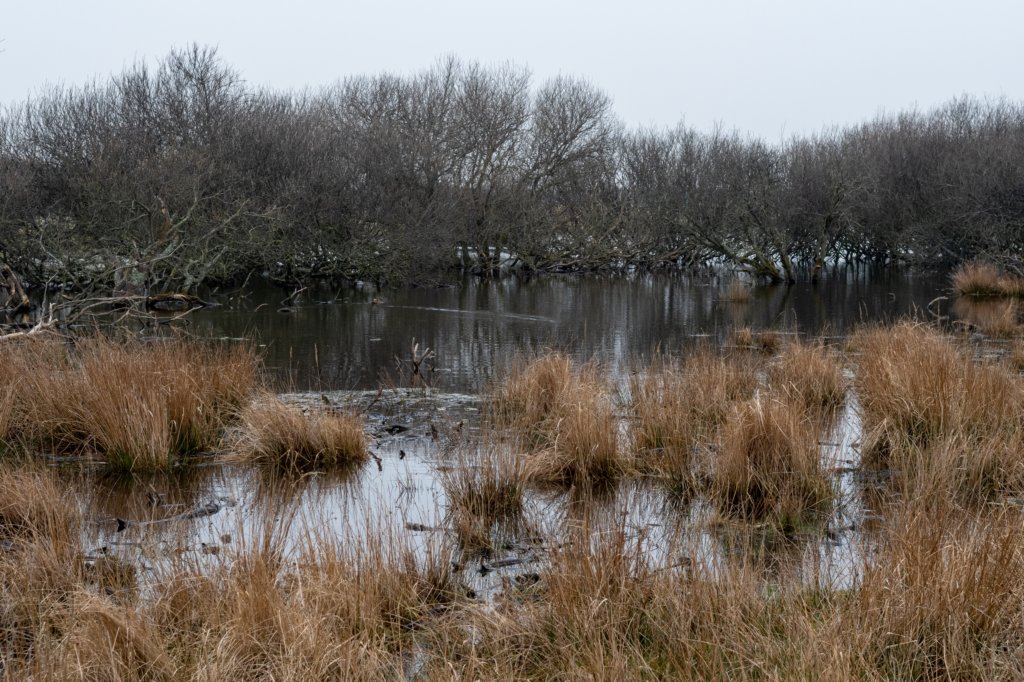 ameland2021_138.jpg