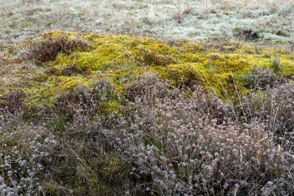 ameland2021_148.jpg