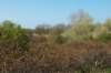wlduinen_008_small.jpg