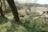 wlduinen_025_small.jpg