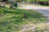 wlduinen_031_small.jpg