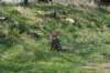 wlduinen_035_small.jpg