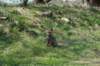 wlduinen_038_small.jpg