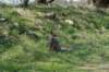 wlduinen_039_small.jpg