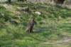 wlduinen_040_small.jpg