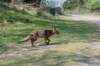 wlduinen_041_small.jpg