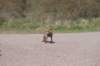 wlduinen_042_small.jpg