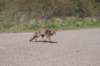 wlduinen_043_small.jpg