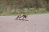 wlduinen_044_small.jpg