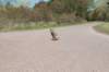 wlduinen_047_small.jpg