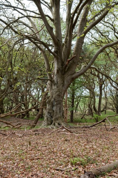 wlduinen_064.jpg