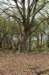 wlduinen_064_small.jpg