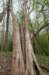 wlduinen_066_small.jpg