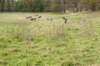 wlduinen_069_small.jpg