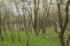 wlduinen_071_small.jpg