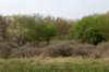 wlduinen_072_small.jpg